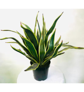 Agave Plant