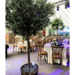 Olive Tree (Including Installation)