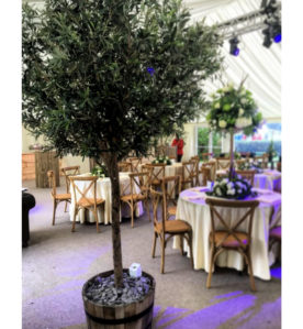 Olive Tree (Including Installation)