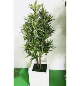 Yucca Plant