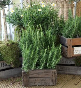 Fruit Crates